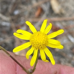 Senecio madagascariensis at Mogareeka, NSW - 7 Oct 2024 12:29 PM