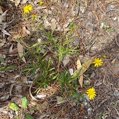 Senecio madagascariensis at Mogareeka, NSW - 7 Oct 2024 12:29 PM