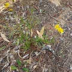 Senecio madagascariensis at Mogareeka, NSW - 7 Oct 2024