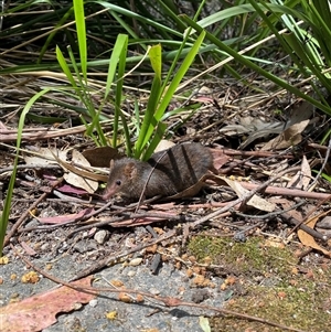 Antechinus mimetes mimetes at Paddys River, ACT - 7 Oct 2024 01:03 PM