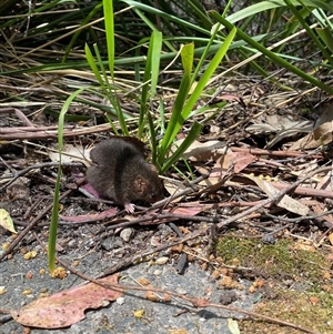 Antechinus mimetes mimetes at Paddys River, ACT - 7 Oct 2024 01:03 PM