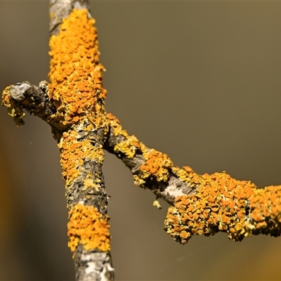 Unidentified Lichen, Moss or other Bryophyte at Melba, ACT - 6 Oct 2024 by Thurstan