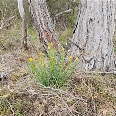 Xerochrysum viscosum (Sticky Everlasting) at Hawker, ACT - 5 Oct 2024 by sangio7