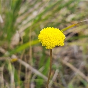 Craspedia variabilis at Hawker, ACT - 5 Oct 2024