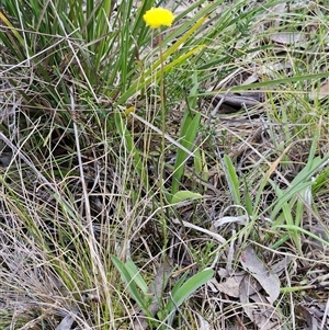 Craspedia variabilis at Hawker, ACT - 5 Oct 2024