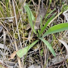 Craspedia variabilis at Hawker, ACT - 5 Oct 2024