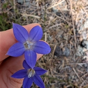 Wahlenbergia sp. at Lawson, ACT - 7 Oct 2024 02:44 PM