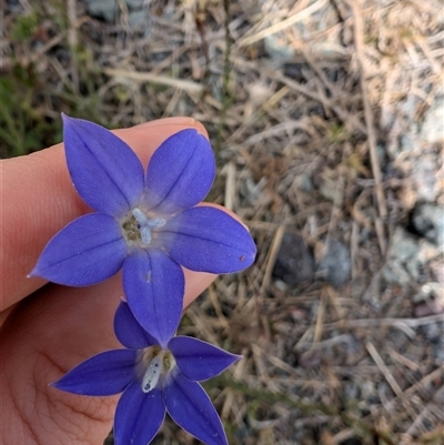 Wahlenbergia sp. (Bluebell) at Lawson, ACT - 7 Oct 2024 by mroseby