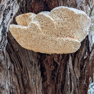 Laetiporus portentosus at Lawson, ACT - 7 Oct 2024