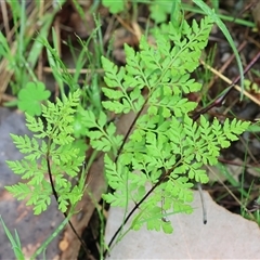 Cheilanthes austrotenuifolia (Rock Fern) at Beechworth, VIC - 6 Oct 2024 by KylieWaldon