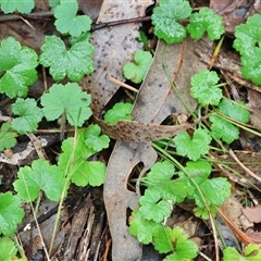 Dichondra repens at Chiltern, VIC - 5 Oct 2024 by KylieWaldon