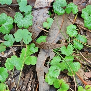 Hydrocotyle laxiflora at Chiltern, VIC - 6 Oct 2024 08:58 AM
