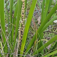 Lomandra longifolia (Spiny-headed Mat-rush, Honey Reed) at Hawker, ACT - 5 Oct 2024 by sangio7