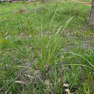 Lomandra longifolia at Hawker, ACT - 5 Oct 2024