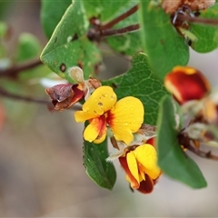 Platylobium formosum (Handsome Flat Pea) at Chiltern, VIC - 6 Oct 2024 by KylieWaldon