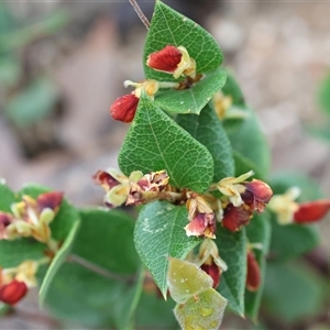 Platylobium formosum at Chiltern, VIC - 6 Oct 2024