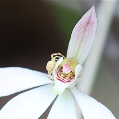 Thomisidae (family) (Unidentified Crab spider or Flower spider) at Chiltern, VIC - 6 Oct 2024 by KylieWaldon