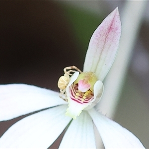 Unidentified Orb-weaving spider (several families) at Chiltern, VIC by KylieWaldon