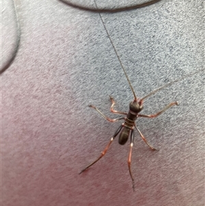 Torbia viridissima at Hackett, ACT - 3 Oct 2024 07:20 AM