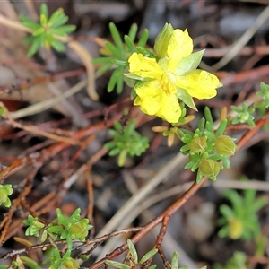 Hibbertia riparia at Chiltern, VIC - 6 Oct 2024