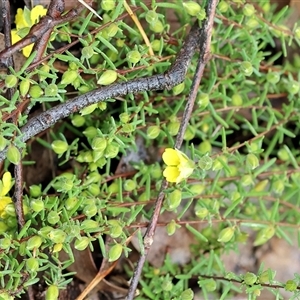 Hibbertia riparia at Chiltern, VIC - 6 Oct 2024 09:07 AM