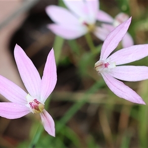 Caladenia carnea at Beechworth, VIC - 6 Oct 2024