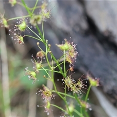 Drosera sp. at Beechworth, VIC - 5 Oct 2024 by KylieWaldon