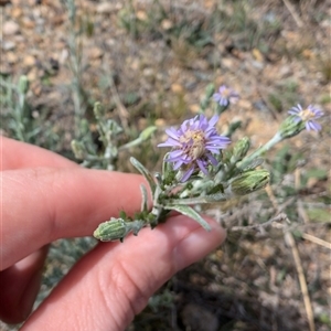 Vittadinia gracilis at Lawson, ACT - 7 Oct 2024