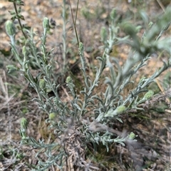 Vittadinia gracilis at Lawson, ACT - 7 Oct 2024