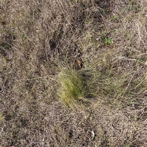 Nassella trichotoma at Watson, ACT - 7 Oct 2024