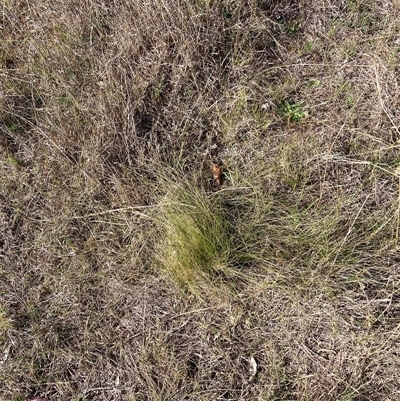 Nassella trichotoma (Serrated Tussock) at Watson, ACT - 7 Oct 2024 by waltraud