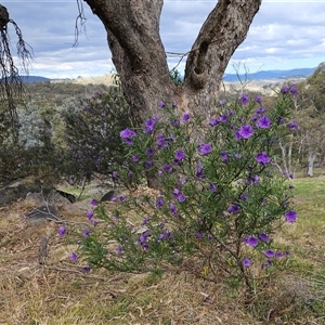 Solanum linearifolium at Hawker, ACT - 6 Oct 2024