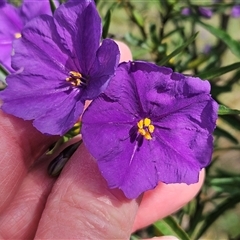 Solanum linearifolium at Hawker, ACT - 6 Oct 2024