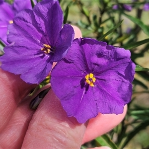 Solanum linearifolium at Hawker, ACT - 6 Oct 2024