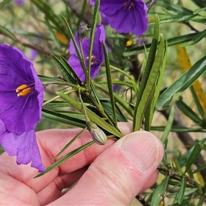 Solanum linearifolium at Hawker, ACT - 6 Oct 2024