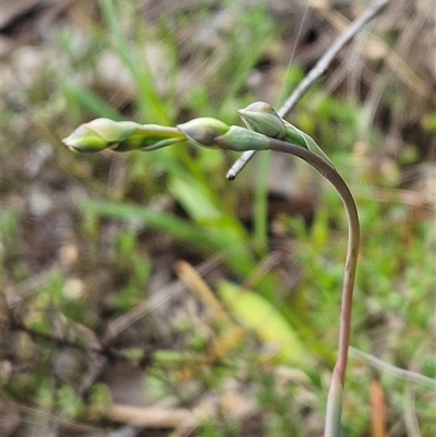 Thelymitra (Genus) (Sun Orchid) at Hawker, ACT - 5 Oct 2024 by sangio7