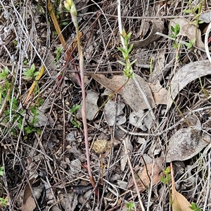 Thelymitra sp. at Hawker, ACT - 5 Oct 2024