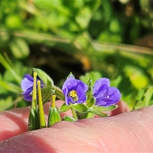 Erodium crinitum at Hawker, ACT - 6 Oct 2024