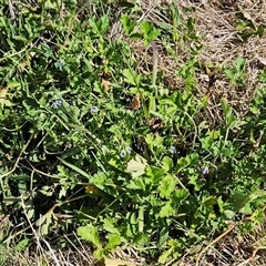 Erodium crinitum at Hawker, ACT - 6 Oct 2024