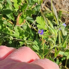 Erodium crinitum at Hawker, ACT - 6 Oct 2024