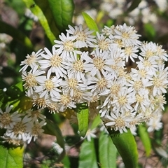 Olearia lirata (Snowy Daisybush) at Hawker, ACT - 6 Oct 2024 by sangio7