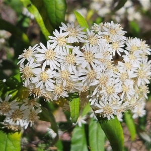 Olearia lirata at Hawker, ACT - 6 Oct 2024