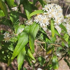 Olearia lirata at Hawker, ACT - 6 Oct 2024