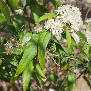 Olearia lirata at Hawker, ACT - 6 Oct 2024