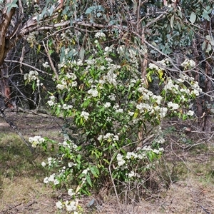 Olearia lirata at Hawker, ACT - 6 Oct 2024