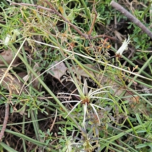 Clematis leptophylla at Weetangera, ACT - 6 Oct 2024