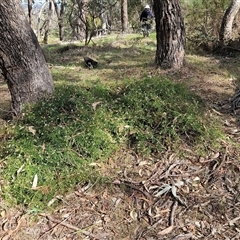 Clematis leptophylla at Weetangera, ACT - 6 Oct 2024