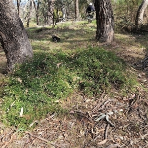 Clematis leptophylla at Weetangera, ACT - 6 Oct 2024