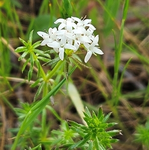 Asperula conferta at Weetangera, ACT - 6 Oct 2024 03:50 PM