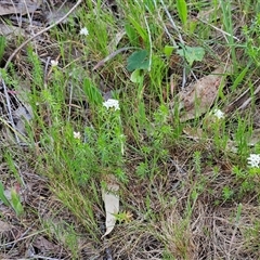 Asperula conferta at Weetangera, ACT - 6 Oct 2024 03:50 PM